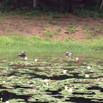 みそぎ池（御池）スイレンの花