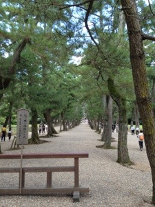 松の参道 松の参道