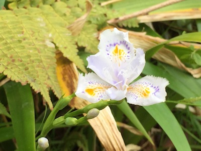 小田原城