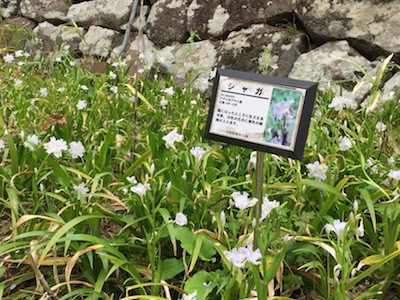 小田原城