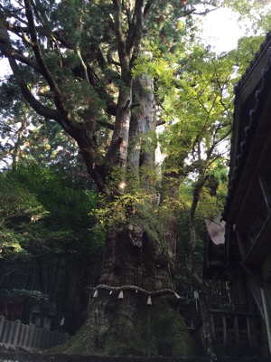 湯布院 大杵社の大杉